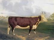 Cow 145